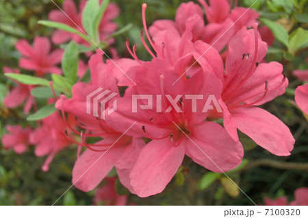 春赤の薫りに 春赤の薫りに 7100320