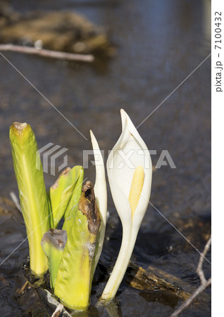 ミズバショウ 7100432