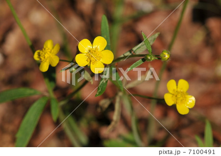 春のキンポウゲ　～ウマノアシガタ～ 7100491