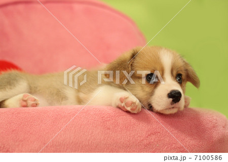 コーギーの可愛い子犬 7100586