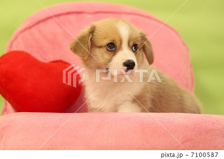 コーギーの可愛い子犬 7100587
