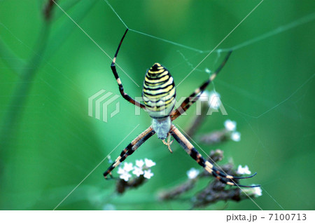 長小金蜘蛛 7100713