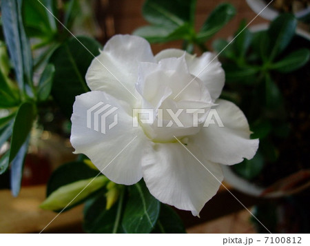 アデニウム　砂漠のバラ　花　植物 7100812