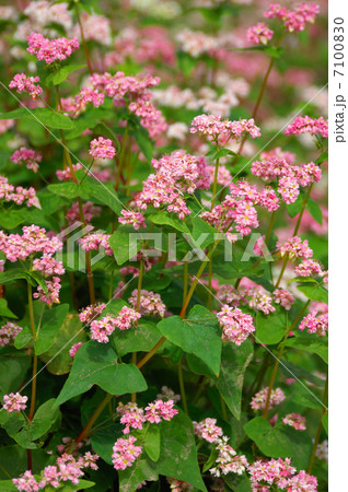 赤蕎麦の花 7100830
