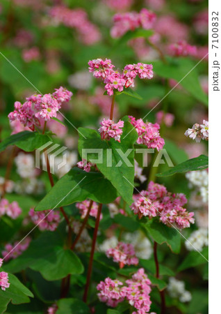 赤蕎麦の花 赤蕎麦の花 7100832