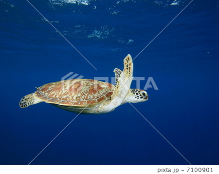 アオウミガメ 7100901