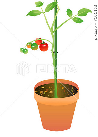 トマトの鉢植えのイラスト素材