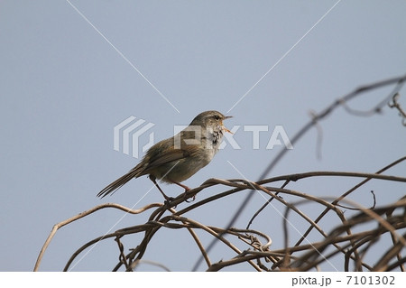 ウグイスのさえずり 7101302