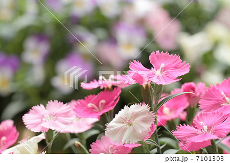 フラワーガーデンの撫子 7101303