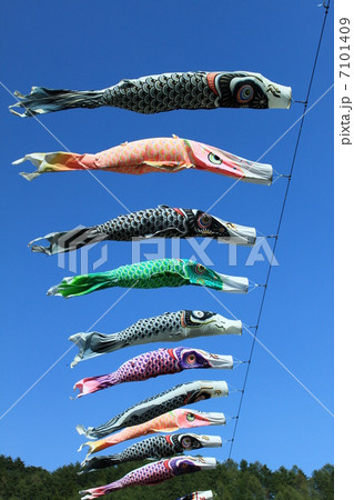 青空を泳ぐ鯉のぼり 7101409