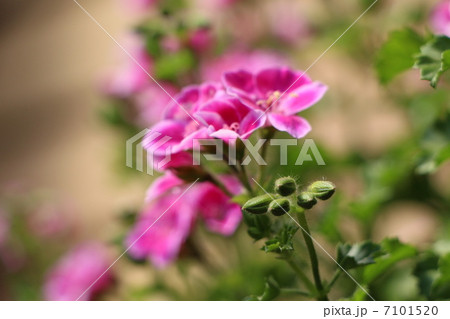 サクサク　わたし 7101520