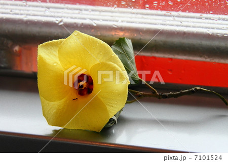 ハマボウ01 7101524