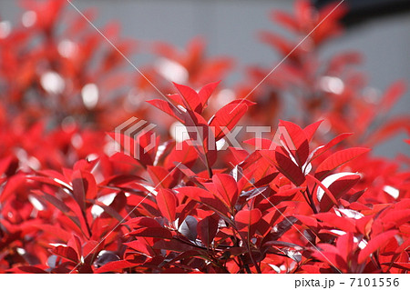 カナメモチ 7101556