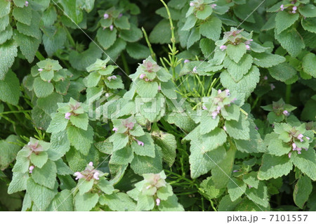 ヒメオドリコソウ ヒメオドリコソウ 7101557