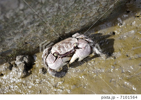 クロベンケイガニ クロベンケイガニ 7101564