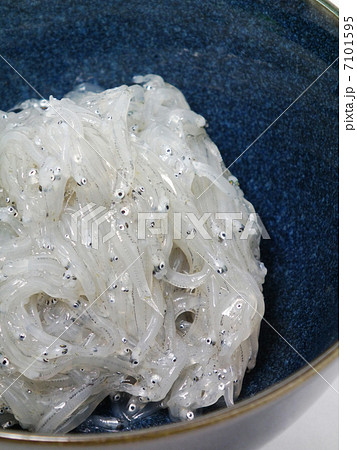 生しらす 7101595