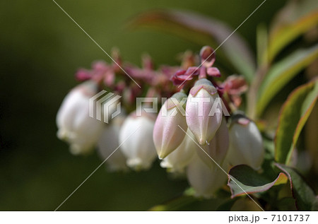 ブルーベリー ラビットアイ系 の花の写真素材