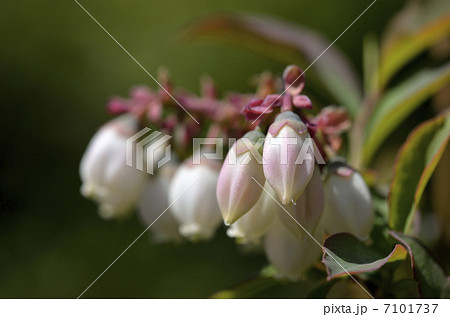 ブルーベリー ラビットアイ系 の花の写真素材 7101737 Pixta