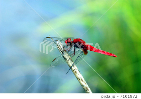 ショウジヨウトンボ ショウジヨウトンボ 7101972