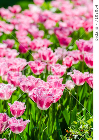 Tulip field on bright summer day Tulip field on bright summer day 7102064