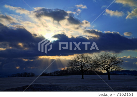 双子の木と天使の梯子 7102151