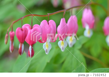 タイツリソウ 7102452