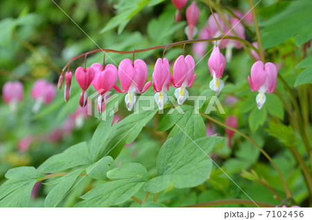 タイツリソウ 7102456