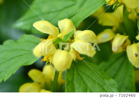 ラミウム・ガレオブドロン ラミウム・ガレオブドロン 7102460