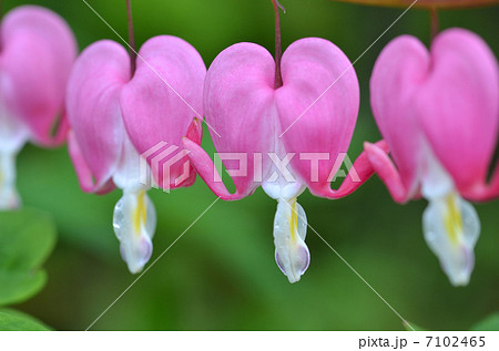 タイツリソウ タイツリソウ 7102465