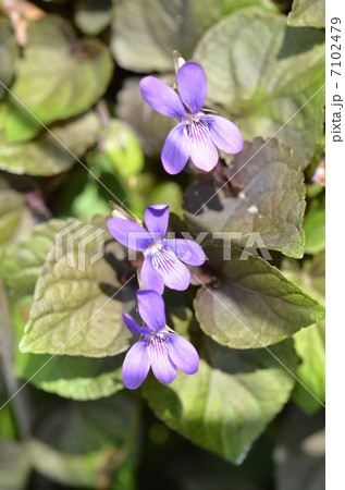 ニオイスミレ 7102479