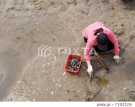 潮干狩り 7102529