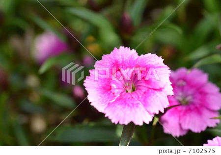 ナデシコ ナデシコ 7102575