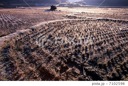 霜の降りた田んぼ 7102596
