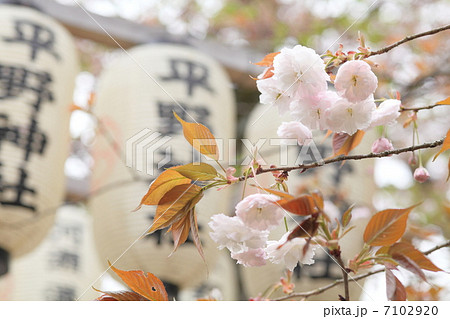 普賢象　平野神社にて 7102920