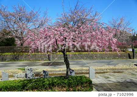 古河総合公園 枝垂桜-古河鴻巣にて 古河総合公園 枝垂桜-古河鴻巣にて 7102996