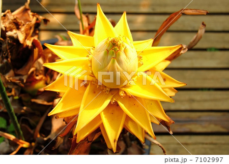 地湧金蓮花-下津原にて 地湧金蓮花-下津原にて 7102997