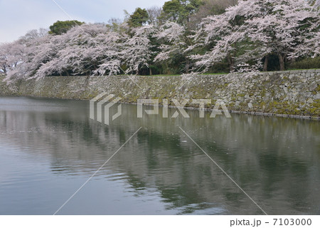 彦根城の春 彦根城の春 7103000