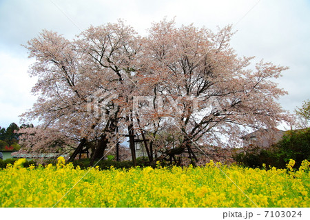 特別天然記念物 狩宿の下馬桜-狩宿井出館にて 特別天然記念物 狩宿の下馬桜-狩宿井出館にて 7103024