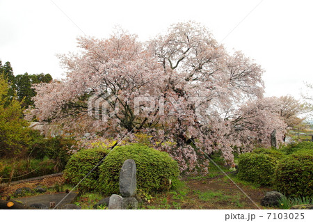 特別天然記念物 狩宿の下馬桜-狩宿井出館にて 特別天然記念物 狩宿の下馬桜-狩宿井出館にて 7103025
