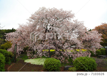 特別天然記念物　狩宿の下馬桜－狩宿井出館にて 7103026