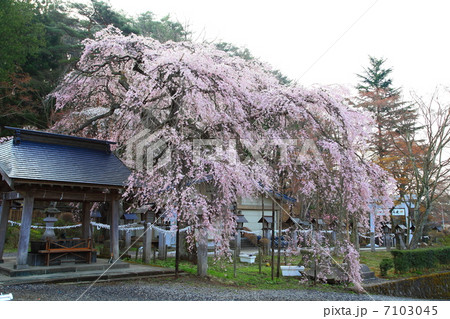 南湖神社御神木 楽翁桜-南湖にて 南湖神社御神木 楽翁桜-南湖にて 7103045