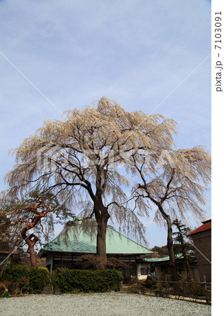 慈眼寺　枝垂桜－踏瀬長峯にて 7103091