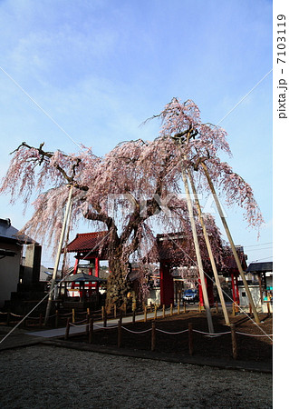 妙関寺の乙姫桜－金屋町にて 7103119