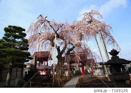 妙関寺の乙姫桜-金屋町にて 妙関寺の乙姫桜-金屋町にて 7103120