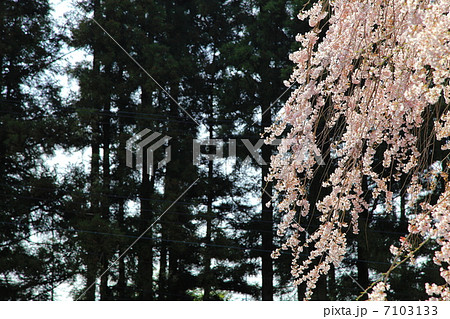 昌建寺 枝垂桜-下宿にて 昌建寺 枝垂桜-下宿にて 7103133