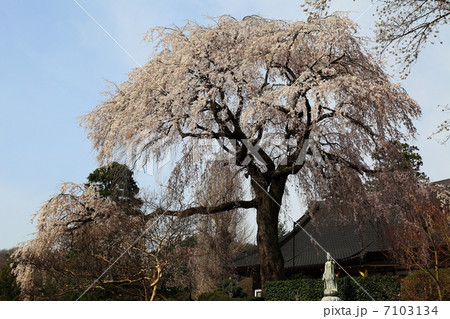 昌建寺 枝垂桜-下宿にて 昌建寺 枝垂桜-下宿にて 7103134