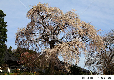 昌建寺 枝垂桜-下宿にて 昌建寺 枝垂桜-下宿にて 7103136