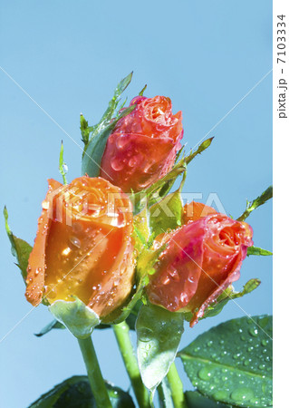 Bouquet 7103334