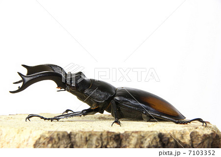 セアカフタマタクワガタ セアカフタマタクワガタ 7103352