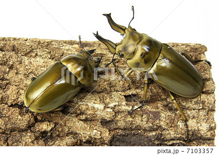 オオゴンオニクワガタ 7103357